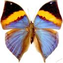 Изображение бабочки для раскрашивания